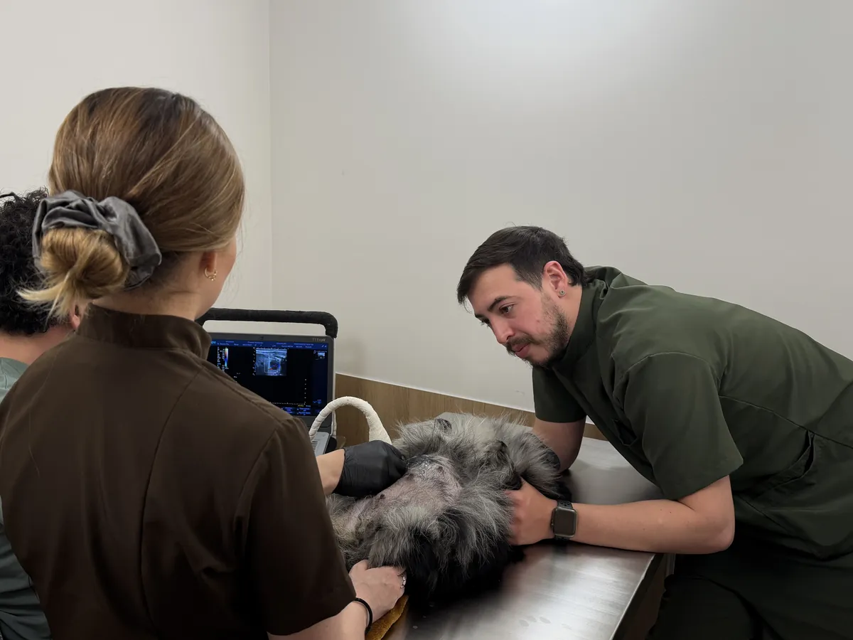 Médico veterinario y equipo de MÜVA haciendo una ecografía a un perro