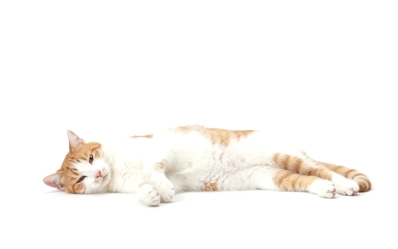 Gato blanco y naranja acostado de lado que se estira y se relaja