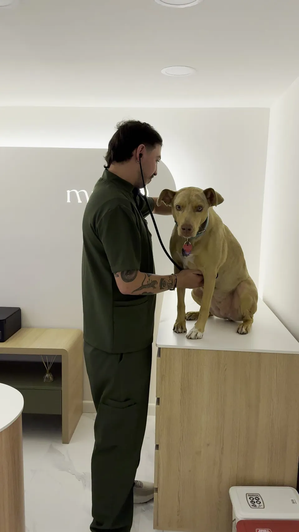Médico veterinario de MÜVA examinando a un perro en el consultorio