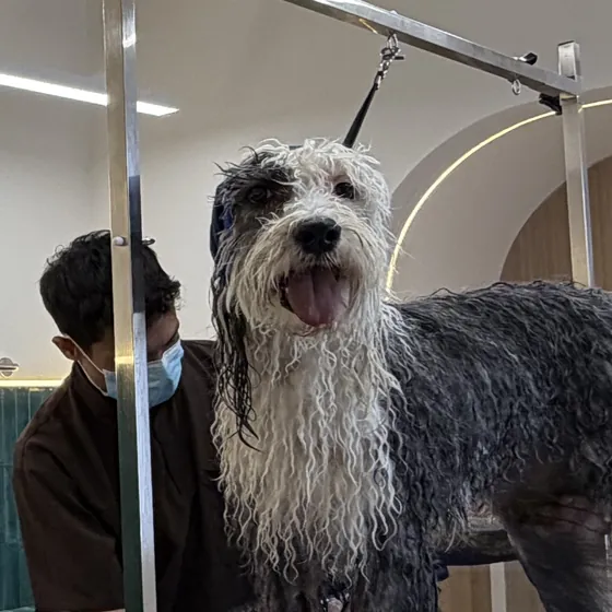 Perro de pelo gris largo, recién bañado, sobre la mesa de grooming de MÜVA